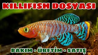 Killifish Dosyası  Sihirli Balık  Tolga Eldurmaz [upl. by Nanreit]