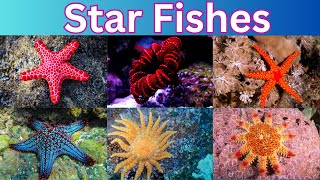 Starfish  60 Starfish Names  The Sea Star [upl. by Nekal]