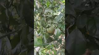 Orange PlantSweet OrangeOranges Sweet Taste Home Garden Natural Home PlantOrganic Fruit [upl. by Nahbois9]