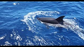 Bremer Bay Orca Tour [upl. by Derfla]