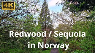 Growing in Norway Sequoiadendron giganteum Giant Redwood Sequoia sempervirens Coastal Redwood [upl. by Virgin]