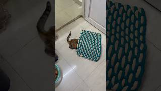 My cat hides under door mat 😂 [upl. by Christabel]