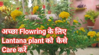 अच्छा Flowring के लिए Lantana plant को कैसे Care करें  Lantana plant care  Lantana flower [upl. by Nnaegroeg93]