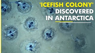 Unique discovery 60 million icefish discovered in Antarctica  Icefish Colony [upl. by Nnylyt]