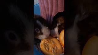 My guineapigs Fred and Ted eat a Pumpkin cute youtube shorts subscribe [upl. by Auqinehs]