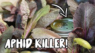 CONTROL ANTS amp APHIDS with this SIMPLE TRICK [upl. by Theis]