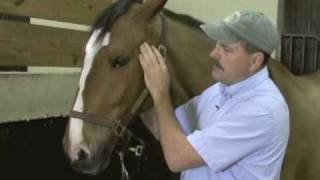 Horse Massage Releasing Tension in the TMJ and Jaw of the Horse using the Masterson Method® [upl. by Sicard]