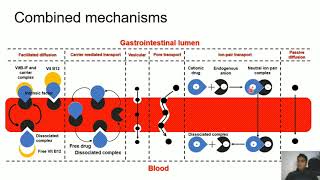 Mechanisms of drug absorption Part 2 I Active transport I Carriermediated and vesicular transport [upl. by Lletram]