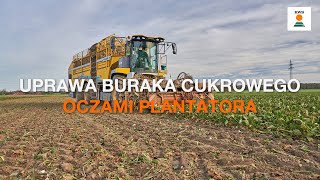 Uprawa buraka cukrowego oczami plantatora [upl. by Archer]