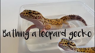 How to bath a leopard gecko [upl. by Sucy]