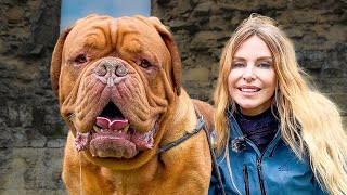 DOGUE DE BORDEAUX  FEROCIOUS GUARD DOG OR FAMILY PET  French Mastiff [upl. by Ichabod]