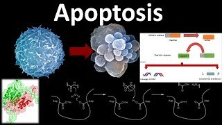 Apoptosis the programmed cell death [upl. by Natica]