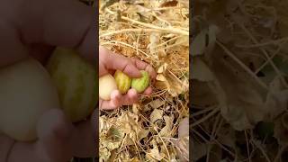 Harvest Cucamelon Fruit Chibber Fruit fruit gardening [upl. by Eelanaj]