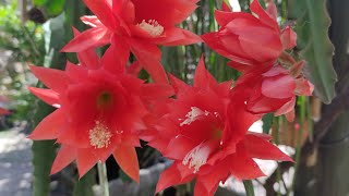 cacto orquídea e rebutia floridos coleção de cactos registros da semana 🌵😍 cactus cactos flores [upl. by Ecinrev377]