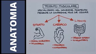 Tessuto muscolare striato [upl. by Dnalram]