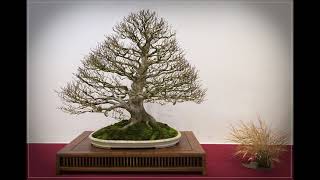 The Trophy 2021  Tree evolution Fagus sylvatica from Cindy Vanderstraeten [upl. by Tobe]