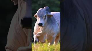 beautiful Bahama cow 🔥🐂🔥cow animals shorts viral foryou 2024 [upl. by Rebmak]