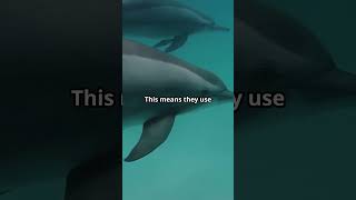 Sloths vs Dolphins facts sloths dolphins animalfacts [upl. by Ziegler]