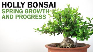 Let it Grow Late Spring Growth  Holly Bonsai [upl. by Amikahs]