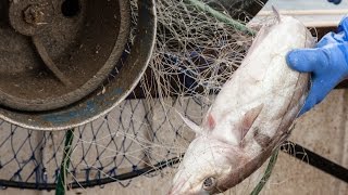 Lady Hamilton 8 Oct12 haddock 4 12quot 115mm gill net  average day Fishface Cefas FSP 201444 [upl. by Critchfield167]