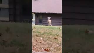 Deer at Oglebay Park [upl. by Nurav]