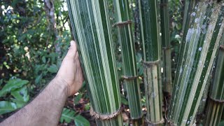 INCREÍBLE BAMBÚ GIGANTE   Dendrocalamus latiflorus cv Mei Nung   Uno de los más hermosos [upl. by Ainslee69]