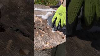 How to remove a tree stump epsom salt gardening garden trees treestump tricks tips shorts [upl. by Laina]