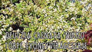 Deutzia crenata Nikko – Törpe gyöngyvirágcserje [upl. by Lyrej667]