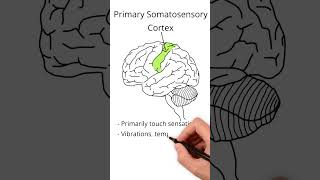 The Parietal Lobe neuroscience learning education [upl. by Weisberg]