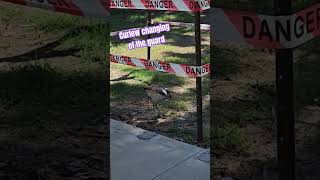 Curlews looking after their egg 🥚 nature curlew bird hatching [upl. by Janek231]