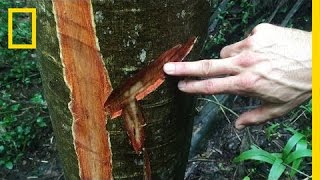 Bloodwood Rosewood Trafficking Is Destroying This National Park  National Geographic [upl. by Wernsman]