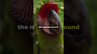 How Parrots Mimic Human Speech 🦜  Incredible Talking Parrots Explained [upl. by Manson]