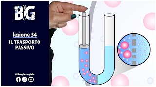 Il TRASPORTO PASSIVO  diffusione semplice osmosi e diffusione facilitata [upl. by Colette750]