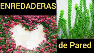 Plantas Enredaderas de Pared Naturales [upl. by Nnaihs]