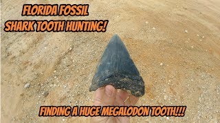 We Found a Huge Megalodon Shark Tooth Florida Fossil Hunting [upl. by Calle502]