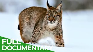 The Lynx is Back  Free Documentary Nature [upl. by Ballinger205]