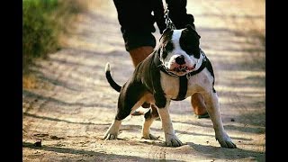 Baaz l Blood line l Pitbull l latest videos l 2019 [upl. by Nirmak]