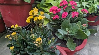 Hybrid Kalanchoe succulents  How to repotSoil amp method so they do not die [upl. by Aria]