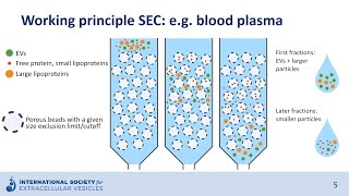 Sizeexclusion chromatography to isolate extracellular vesicles [upl. by Gariepy416]