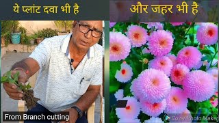 guldaudi ki cutting kaise lagaye  गुलदाउदी लगाएं मच्छर भगाएं chrysanthemum  how to grow plant [upl. by Haem]