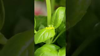 Easiest Hydroponics Veggies to Grow for Massive Rewards Beginner Tips [upl. by Favien]