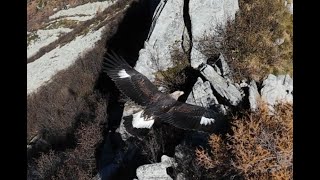 Drone attacked by eagle [upl. by Haek]