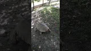 Schildkröten im Wildpark Schloss Ortenburg – Faszinierende Panzertiere 🐢🌳 [upl. by Deckert879]