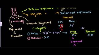 Dosage compensation [upl. by Carry]