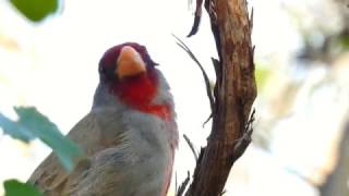 Male Pyrrhuloxia Calling [upl. by Idalia]