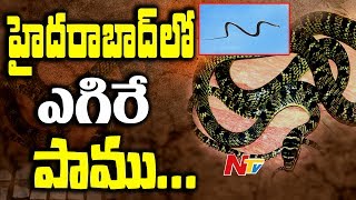 తెలంగాణాలో ప్రత్యక్షం అయిన వింత పాము  Ornate Flying Snake in Hyderabad  Chrysopelea ornata NTV [upl. by Theola783]