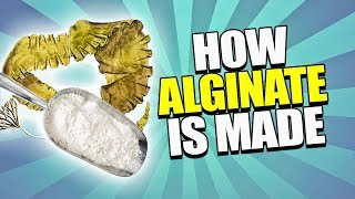 How Alginate is Made Tutorial [upl. by Kacy]