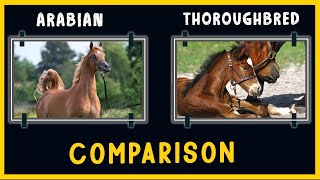 Arabian Horse VS Thoroughbred Horse [upl. by Rosen]