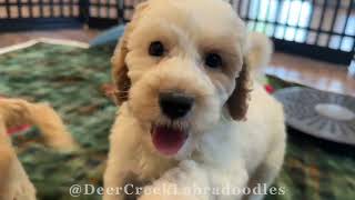 Available Labradoodle Puppies at Deer Creek [upl. by Ecinwahs602]