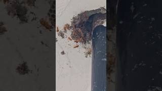 Found a Hornets Nest hornet bee explore Nest shorts [upl. by Nnaaras]